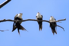 Cheramoeca leucosterna