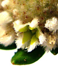 Phylica litoralis