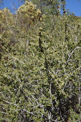 Ceanothus jepsonii albiflorus
