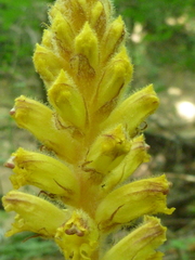 Orobanche laxissima