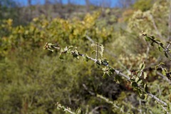 Ceanothus jepsonii albiflorus