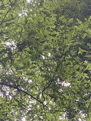 Beilschmiedia tawa