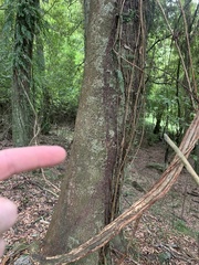 Beilschmiedia tawa