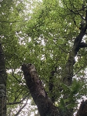Beilschmiedia tawa