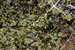 Ceanothus jepsonii albiflorus