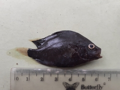 Plectorhinchus gibbosus