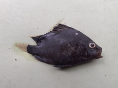 Plectorhinchus gibbosus