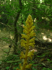Orobanche laxissima