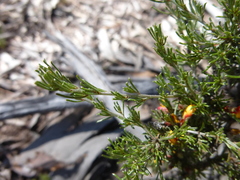 Pultenaea prostrata