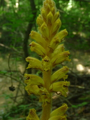 Orobanche laxissima