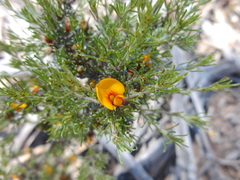 Pultenaea prostrata