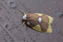 Lobobasis niveimaculata