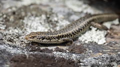 Oligosoma grande