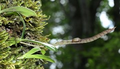 Bulbophyllum scaberulum