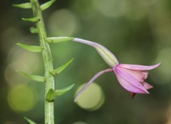 Calanthe sylvatica