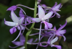Calanthe sylvatica