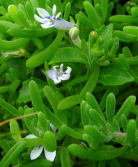 Lobelia cuneifolia