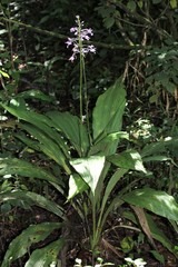 Calanthe sylvatica