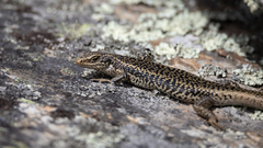 Oligosoma grande
