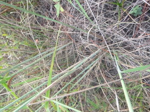 Image of Slender Indiangrass (Sorghastrum elliottii) by no rights reserved