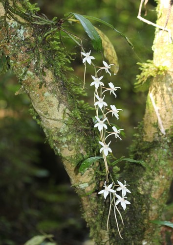 Aerangis mystacidii (Rchb.f.) Schltr. 2