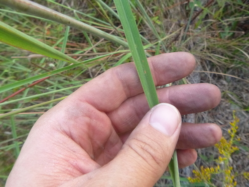 Image of Slender Indiangrass (Sorghastrum elliottii) by no rights reserved