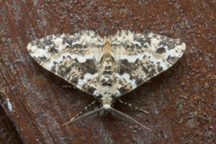 Prochasma dentilinea