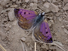 Lycaena tama