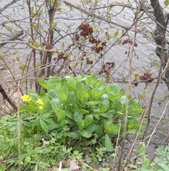 Hylotelephium maximum maximum