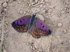 Lycaena tama