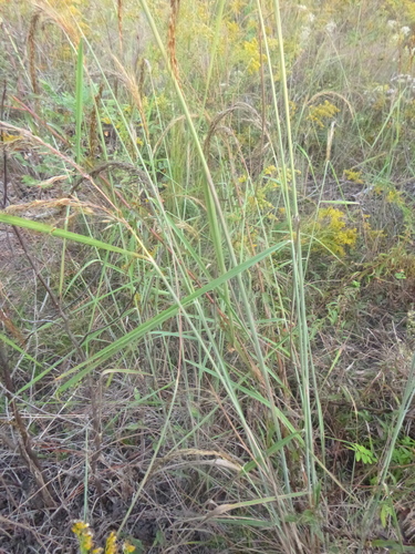Image of Slender Indiangrass (Sorghastrum elliottii) by no rights reserved