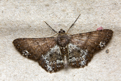 Abaciscus tristis