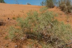 Calligonum litwinowii