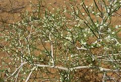 Calligonum litwinowii