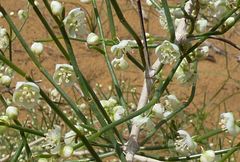 Calligonum litwinowii