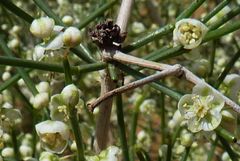 Calligonum litwinowii