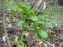 Scopolia carniolica