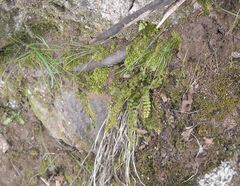 Asplenium trichomanes trichomanes