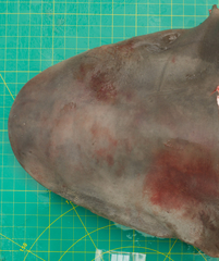 Carcharhinus amboinensis