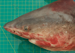 Carcharhinus amboinensis