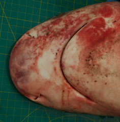 Carcharhinus amboinensis