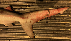 Carcharhinus amboinensis