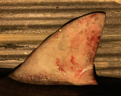 Carcharhinus amboinensis