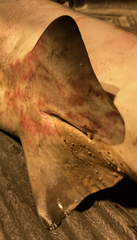 Carcharhinus amboinensis