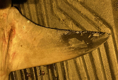 Carcharhinus amboinensis