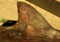 Carcharhinus amboinensis