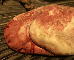 Carcharhinus amboinensis