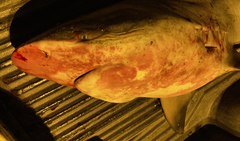 Carcharhinus amboinensis