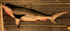 Carcharhinus amboinensis