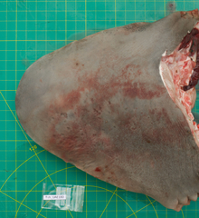 Carcharhinus amboinensis